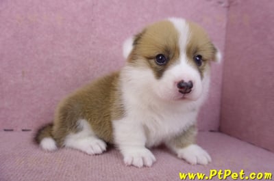 03/14雙色柯基犬公幼犬5