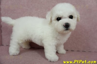 03/11比熊犬母幼犬(嘉義)6