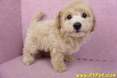 08/14泰迪比熊公幼犬3號(高雄新興)5