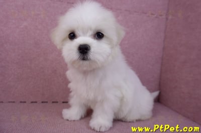 09/21馬爾濟斯母幼犬(花蓮市)9