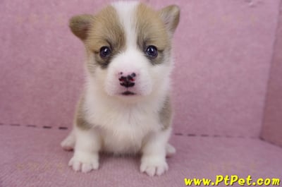 04/16雙色柯基犬母幼犬1號1