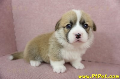 04/01雙色柯基犬母幼犬2號(高雄美濃)4