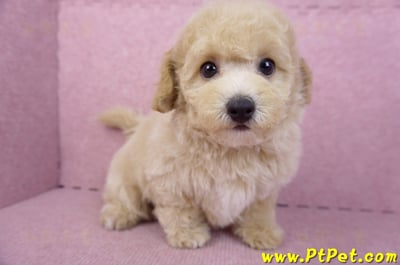 08/14泰迪比熊公幼犬4號(台中南區)7