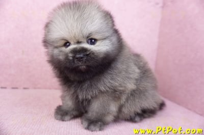 02/10棕色松鼠博美公幼犬(高雄楠梓)8