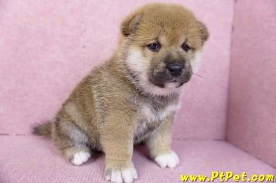 11/19赤色柴犬公幼犬2號(高雄三民)3