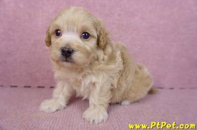 01/11馬爾泰迪公幼犬2號6