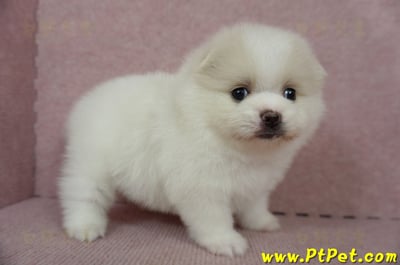 02/11迷你型松鼠白博美母幼犬(屏東市)3