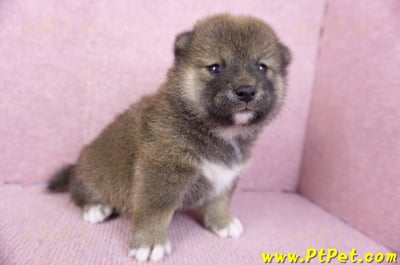 02/05赤色柴犬母幼犬2號4