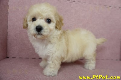 11/08泰迪比熊母幼犬1號(屏東內埔)12