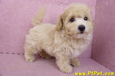 08/14泰迪比熊公幼犬4號(台中南區)6