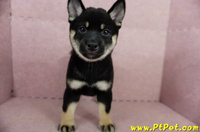 05/14黑色柴犬母幼犬4號(高雄楠梓)3