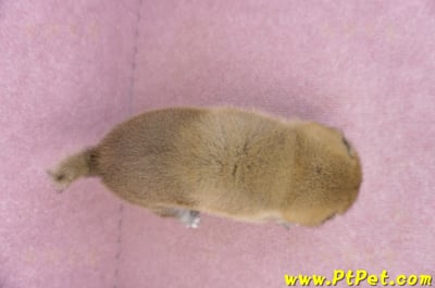 09/11赤色柴犬公幼犬6