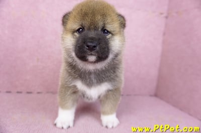 01/11赤色柴犬母幼犬2號1