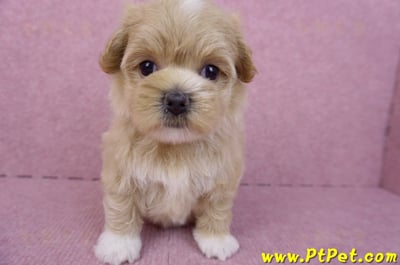 08/06奶油色馬爾泰迪母幼犬1號(桃園新屋)3