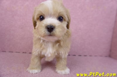 10/18馬爾泰迪公幼犬1號(高雄三民)2