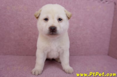 05/24白色柴犬母幼犬2號1