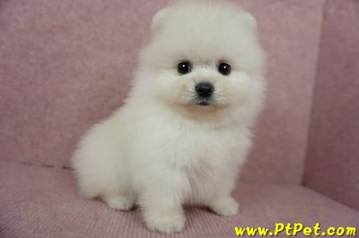 05/22迷你型松鼠白博美公幼犬2號(高雄前鎮)6