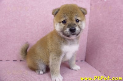 07/11赤色柴犬母幼犬1號(新北中和)4