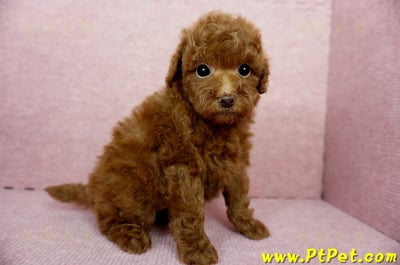 04/15玩具型紅貴賓母幼犬2號(高雄鳳山)1