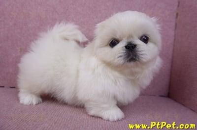 12/17北京狗公幼犬2號8