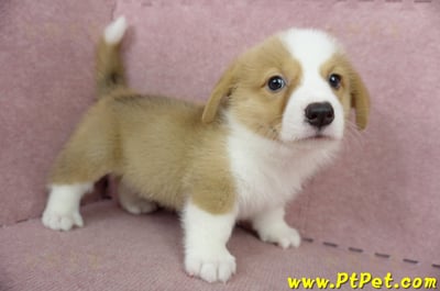 05/09雙色柯基犬公幼犬2號(宜蘭三星)3