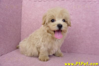 05/11馬爾泰迪公幼犬(台北內湖)5