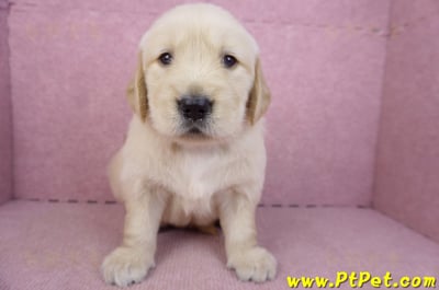 03/12黃金獵犬公幼犬1號(新北三重)2