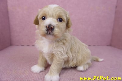 01/30馬爾泰迪公幼犬2號7