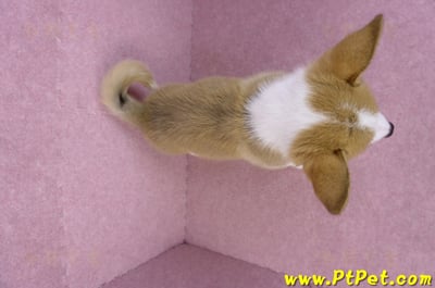 08/03雙色柯基犬公幼犬(台北大安)9