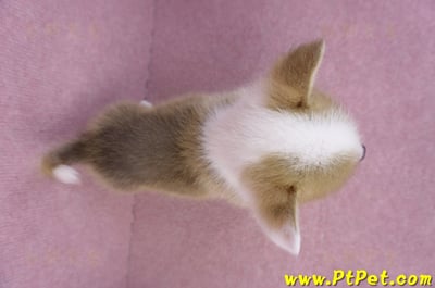 10/13雙色柯基犬公幼犬2號(台中南屯)12