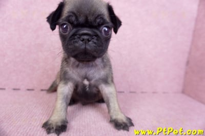 09/08巴哥公幼犬(台南善化)3