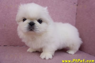 12/17北京狗公幼犬1號8