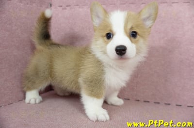 05/09雙色柯基犬母幼犬2號(高雄前鎮)8