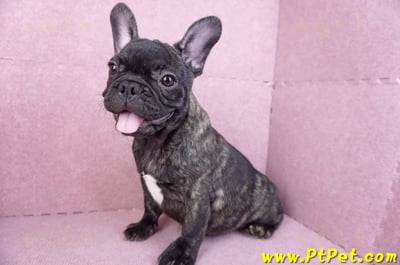 09/18虎斑色法國鬥牛母幼犬12