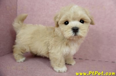 04/11奶油色馬爾泰迪公幼犬(台東綠島)6