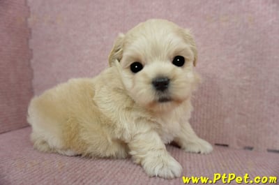 03/21奶油色馬爾泰迪 II 母幼犬1號(新竹市)4