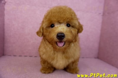 01/26紅貴賓公幼犬1