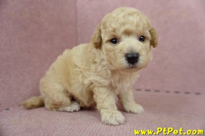 06/04泰迪比熊公幼犬1號(高雄左營店)3