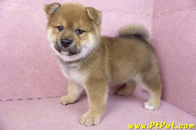 02/05赤色柴犬公幼犬(高雄仁武)7