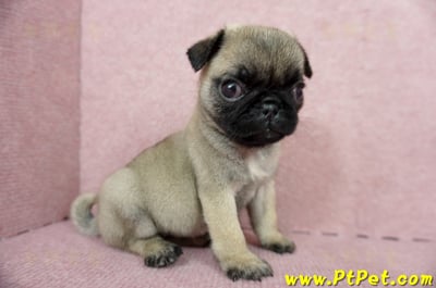 04/02巴哥母幼犬(高雄鼓山)8