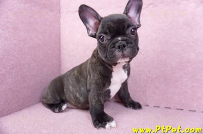 09/18虎斑色法國鬥牛母幼犬1號(屏東泰武)4