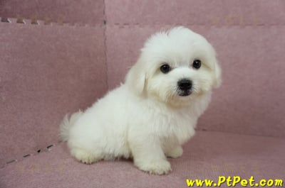 04/17迷你型馬爾濟斯公幼犬(桃園龜山)6