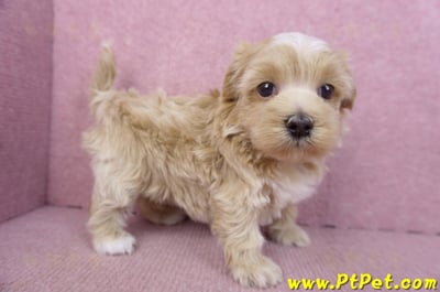 02/20馬爾泰迪母幼犬1號(新竹市)3