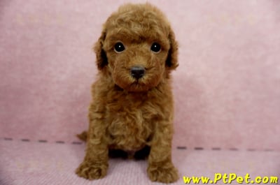 04/15玩具型紅貴賓公幼犬1號(屏東竹田)1