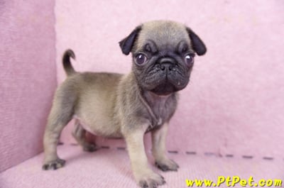 09/08巴哥母幼犬2號(屏東新園)5