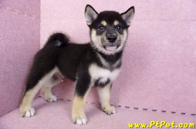 07/05黑色柴犬公幼犬(新北新莊)6