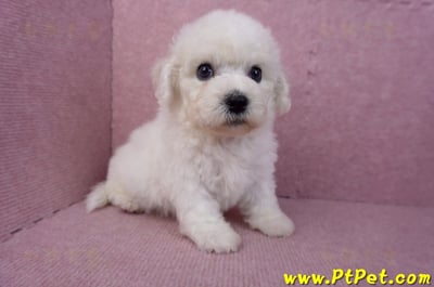 05/27比熊犬公幼犬1號(台南中西)6
