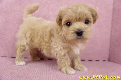 06/15奶油色馬爾泰迪母幼犬(台北內湖)6