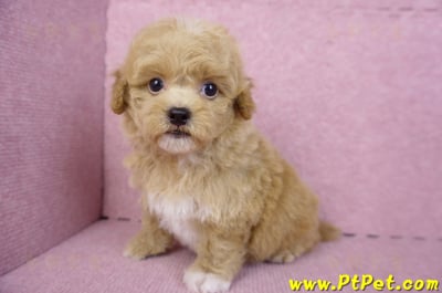 08/12泰迪比熊母幼犬2號(桃園龜山)11