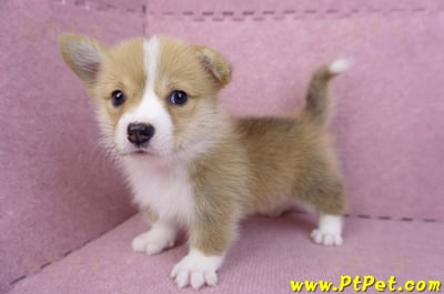 08/05雙色柯基犬母幼犬2號(屏東市)10